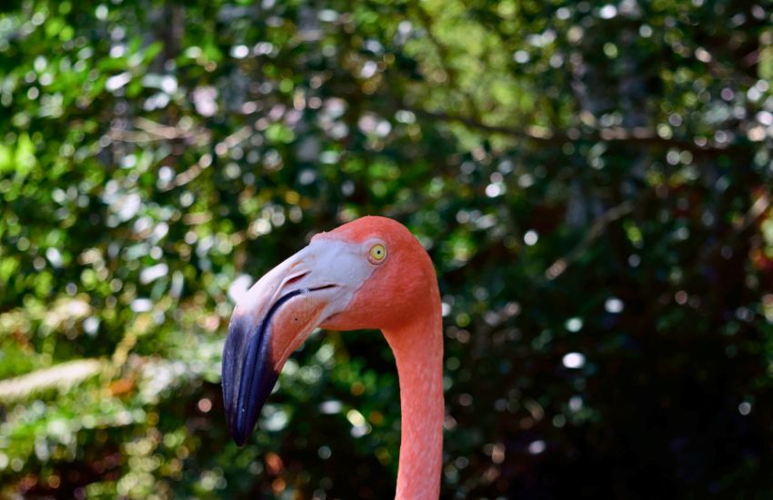 Flamingo in Sarasota Jungle Gardens