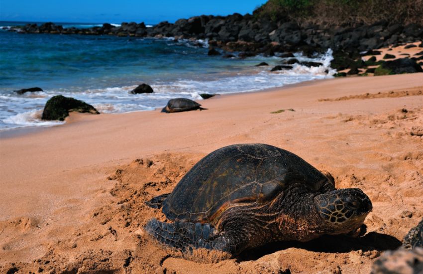 Green Sea Turtle on Laniakea Turtle Beach Oahu