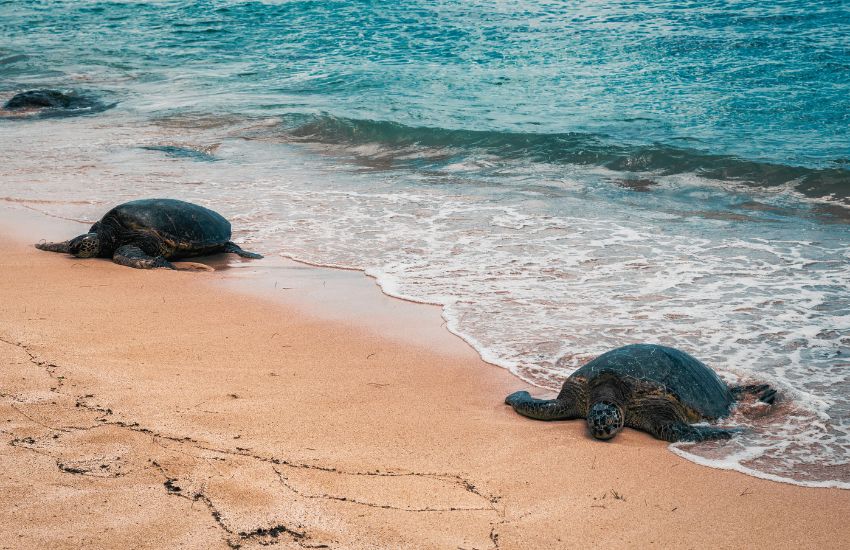 Green Sea Turtles on land at Laniakea Turtle Beach Oahu
