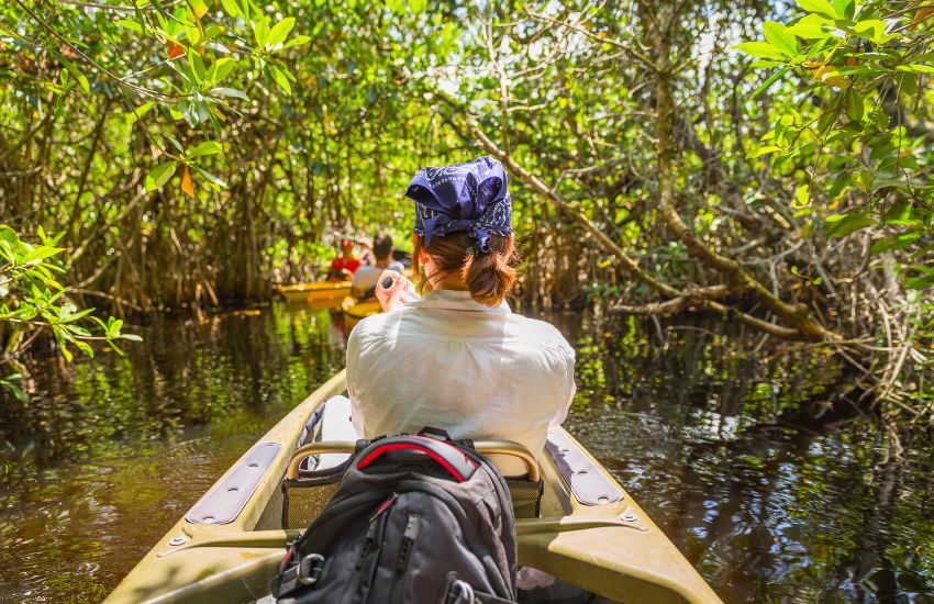 Guided Mangrove Tunnel Kayak Tour in Sarasota