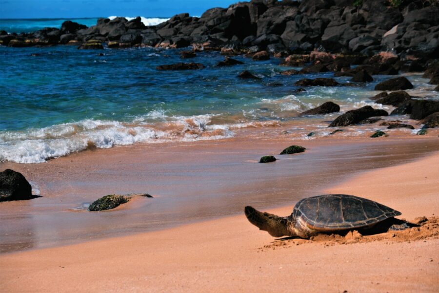 Laniakea Turtle Beach Oahu