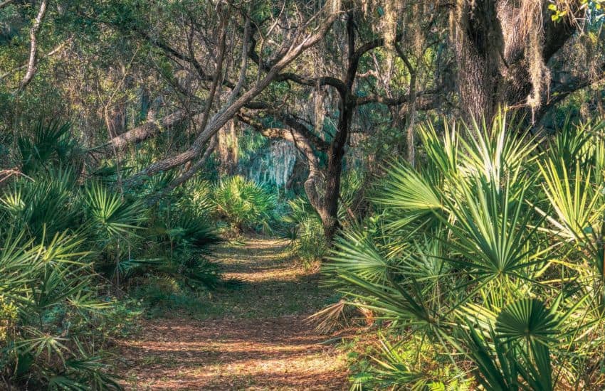 Oscar Scherer State Park Sarasota