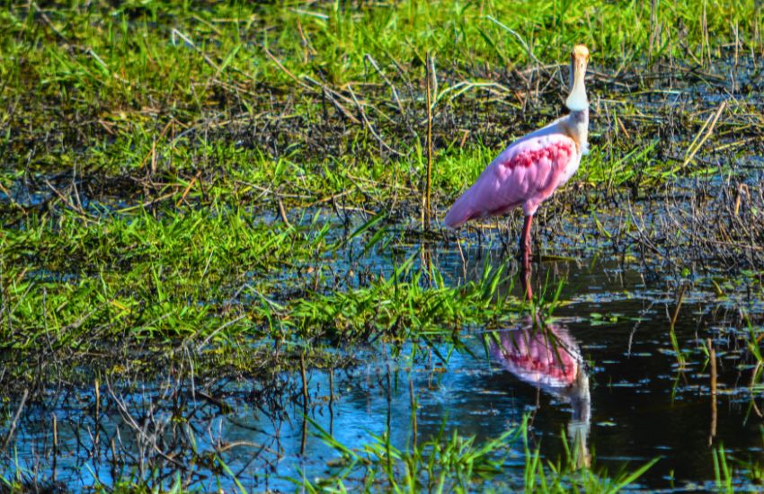 Pink Roseate spoonbill bird in Sarasota Myakka River State Park