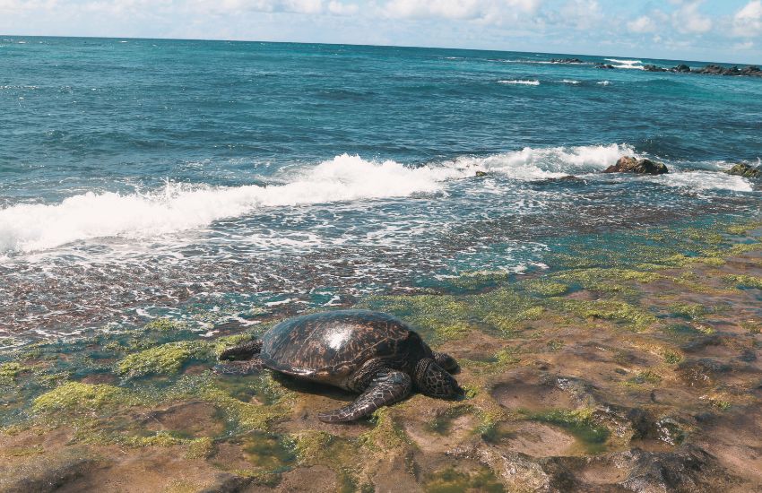 Sea turtle on Laniakea Turtle Beach Oahu