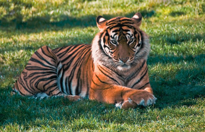 Tiger at Big Cat Habitat in Sarasota