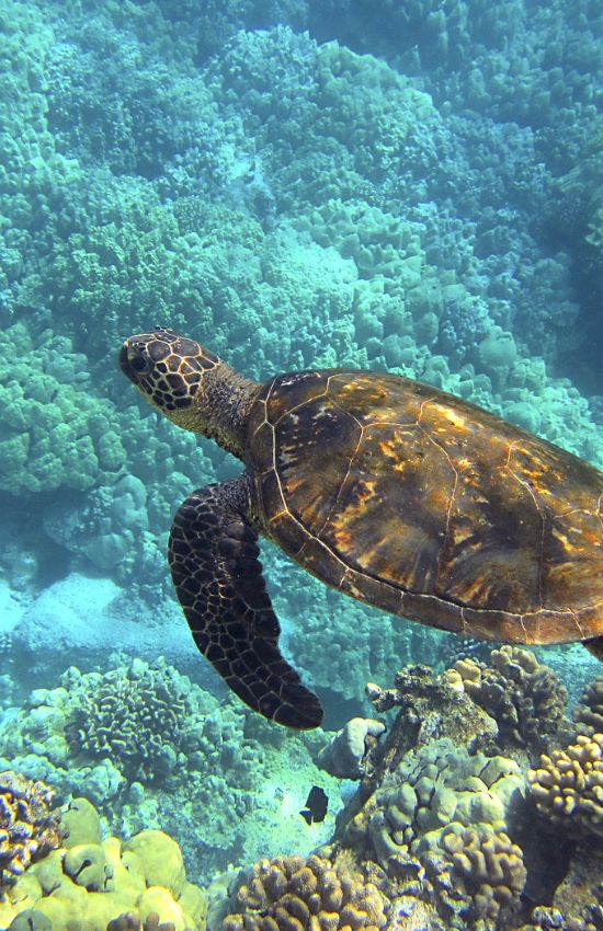 Turtle swimming at the coast of the Big Island of Hawaii